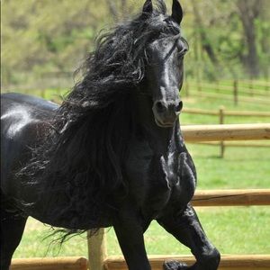 Meet your Posher, Debbie